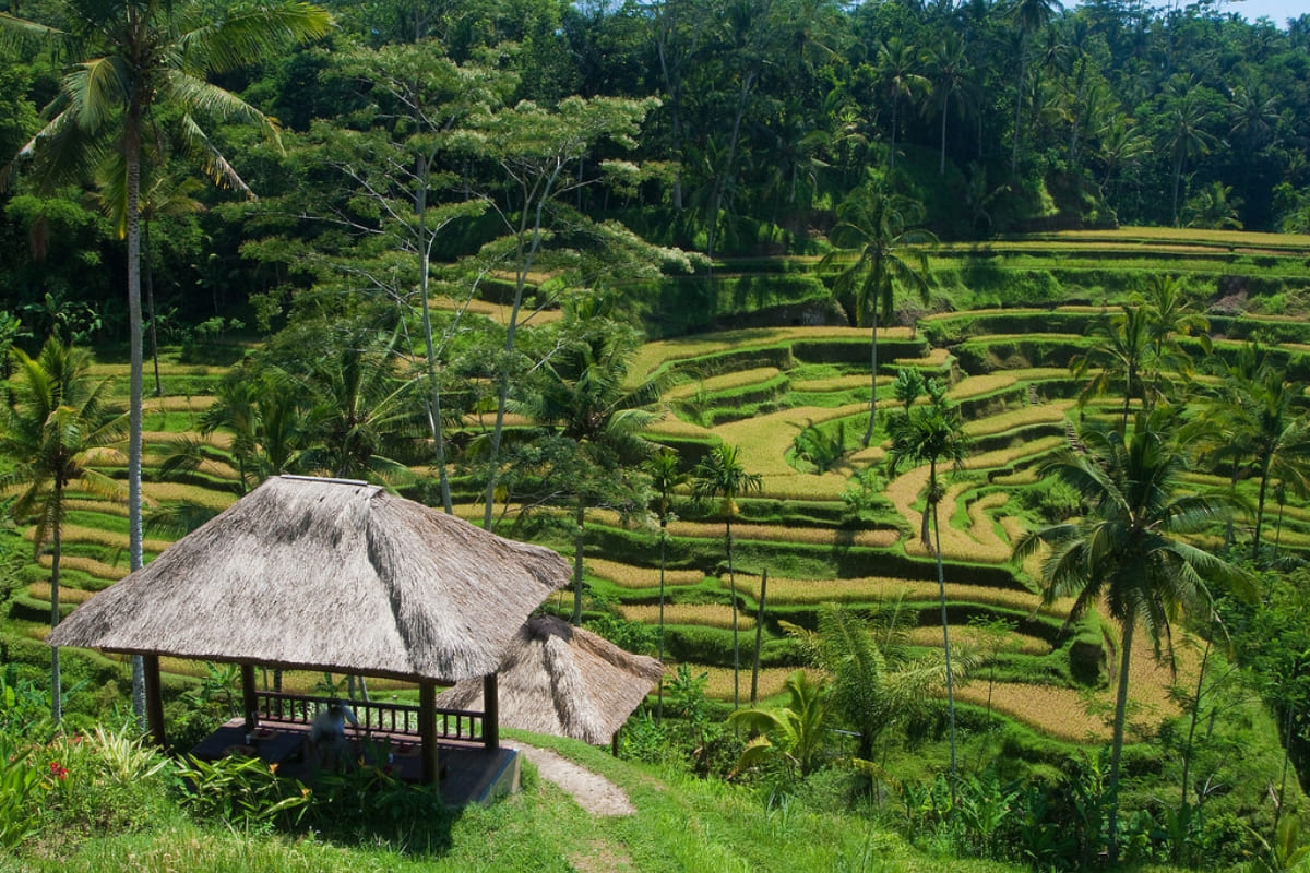 Tegallalang Rice Terrace Cafes 