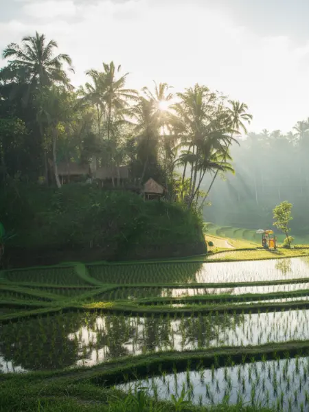 Ubud Travel Guide: Things to do in Ubud-Nature in Ubud, Rice Terrace tegalalang and outdoor activity Lush green rice terraces and tropical jungle in Ubud Bali, showcasing the natural beauty, waterfalls, and serene landscape of Bali’s countryside — nature in Ubud at its finest.